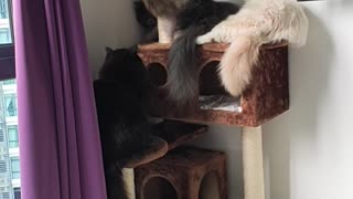 My Cats Love The New Cat Tree