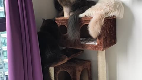 My Cats Love The New Cat Tree