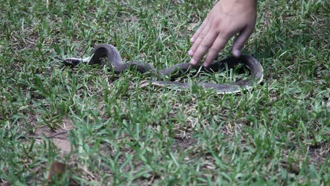 Hognose snake playing dead.