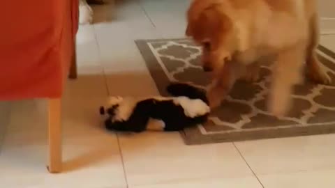 Golden Retriever puppy Shaggy thinks his new toy is alive!
