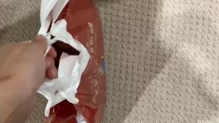 My cat loves go inside a bag...