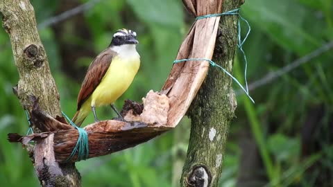 What bird is this?