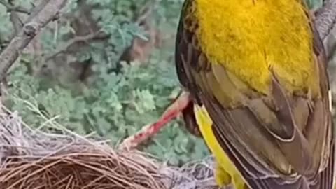 The eurasian golden oriole bird will take a dead baby___