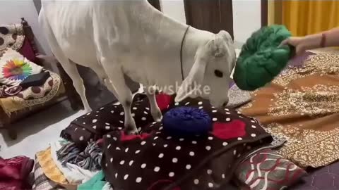 cow is playing with Pillow