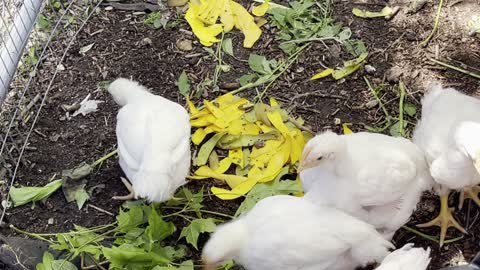 White Rock Chickens enjoy fresh vegetable scraps