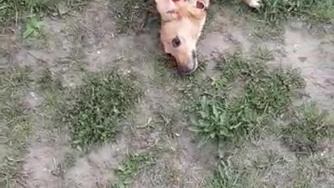 dachshund rejoices sore in mud