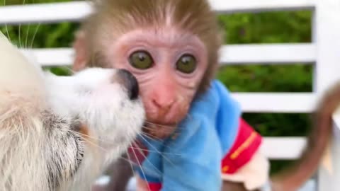 Monkey Baby having fun, swimming, teething and all funny things. Best funny video.
