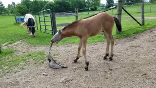Cute foal playing with his Mom's fly mask