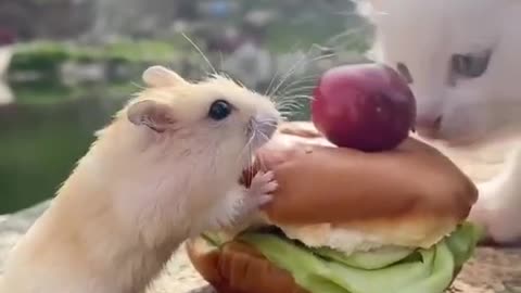 Pet having burger in lunch