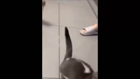 Funny cat with a lot of body shaking