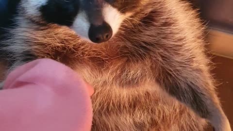 Raccoon is so sleepy that he's whining.