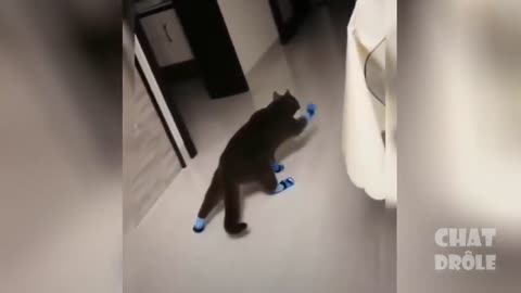SUPER FUNNY CAT VIDEO ...