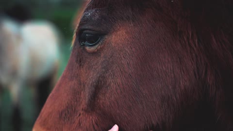 La douceur du cheval