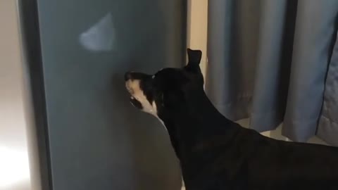 dog got confused. funny video.