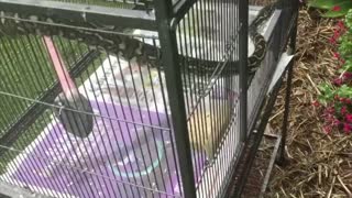 Python Trapped After Eating Cage Full of Budgies