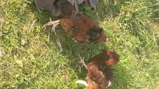 little chicken fight