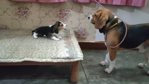 Deep conversation between father & daughter - Leo & Lilly -Leo The Beagle