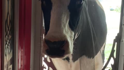 Lonely Cow Breaks Door to Be Closer