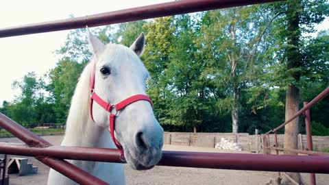 White horse chews and shows tongue in the corral