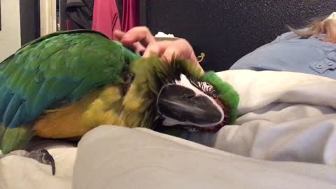 macaw cuddles with owner in bed