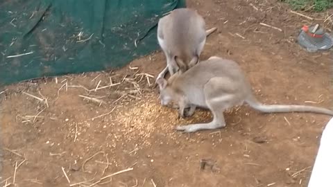 Ingenious Invention Feeds Entire Wallaby Mob