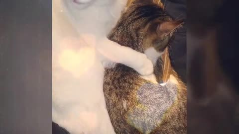 Kitty cuddle