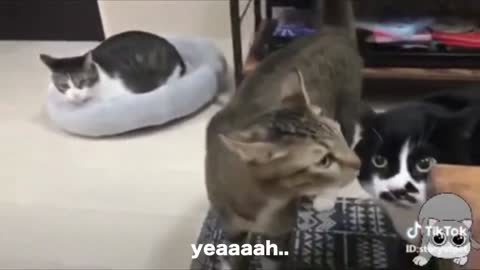 Cats talking !! these cats can speak english better than hooman part 1