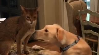 Cat scratching dog while dog sniffs cat