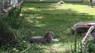 Snow Leopard chills in Naltar Valley