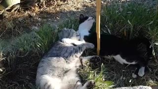 Cat and kitten play in Spanish paradise