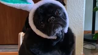 Cute bunny pug