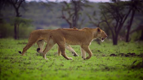 Two lionesses