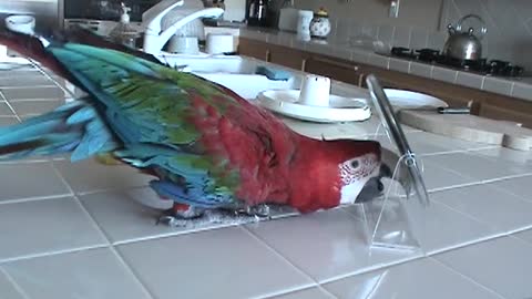 Where is that other Macaw hiding?