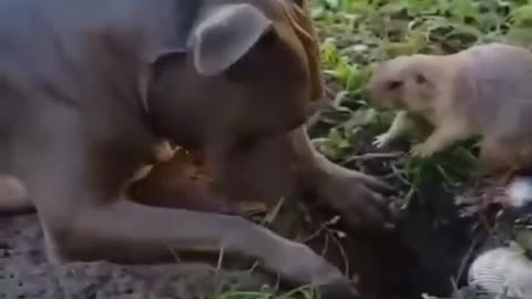 pitbull playing with angry mole
