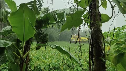 RELAXING HEALING SOUNDS OF WHITE NOISE - RAIN WITH THUNDER