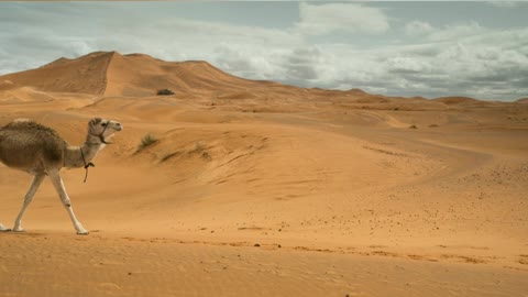 camel desert#SHORTS
