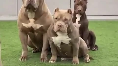 BIG DOGS 😱😱😱😱😱😱😱🐕🐕🐕🐕