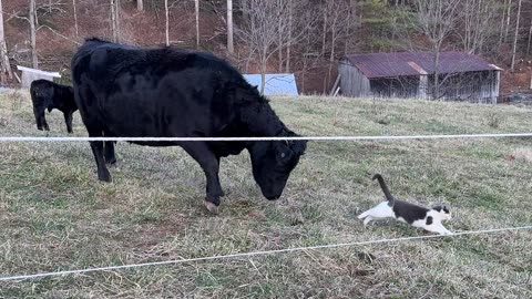 This Cow is not a Cat Person 🤣