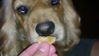 The Clementine_dog loves eating clementine