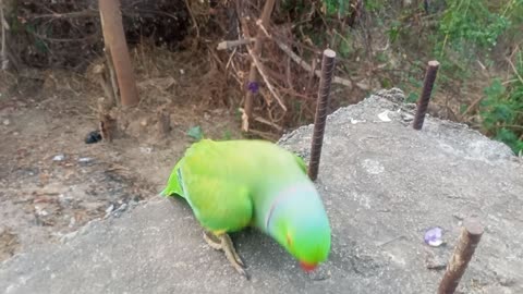 Cute parrots moment 😍 show her body like a bodybuilder 😅