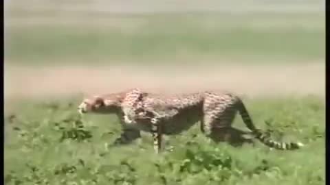 Cheetah speed omg