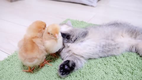 Kitten's friendship with cute chicks🤗🥰