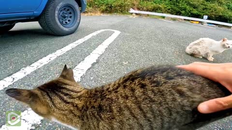 Stray cat waiting for me to get out of the car when I park the car in the parking lot