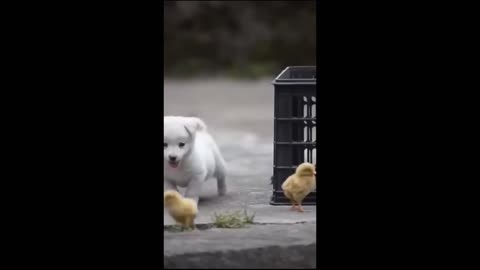 Puppy and chicks 're the best friend