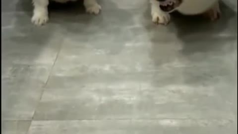 wow. Super Funny Dog Video