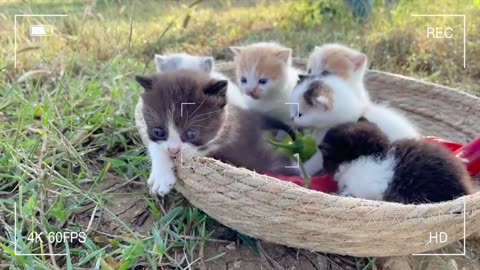 A cute litter of cats