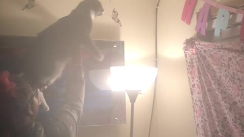 Family uses cat to catch bugs on ceiling