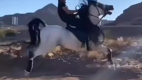 Dancing horses