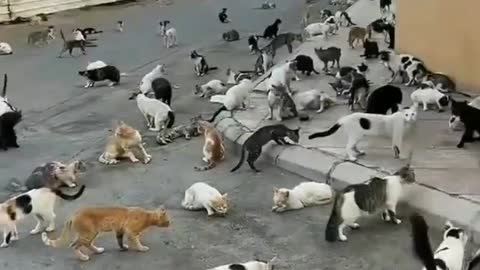 Japan's Cat Island - incredible! 😲😱 || Cute and funny Cats Videos 😍 || World's biggest cats islands