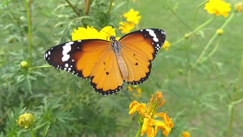 Spring butterfly Fantastic